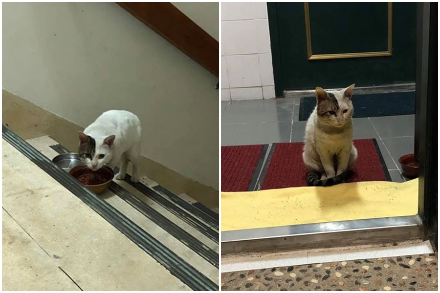 被遺棄的浪貓「黑尾」，每天爬20樓向飼主討食物。（翻攝自臉書）