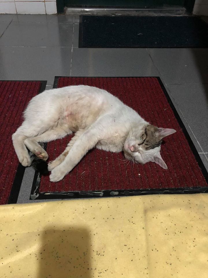 女飼主透露，被遺棄過的「黑尾」相當害怕人。（翻攝自臉書）