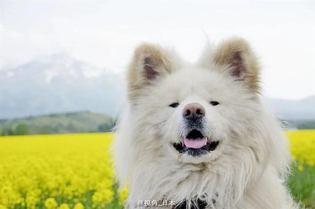 Wasao因醜得很可愛，迅速在網路上累積名氣。（網路圖片）