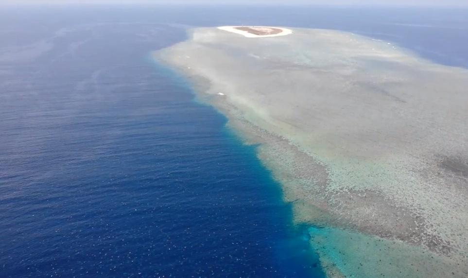 澳洲雷恩島是世界上最大的海龜聚集地。(Great Barrier Reef Foundation)