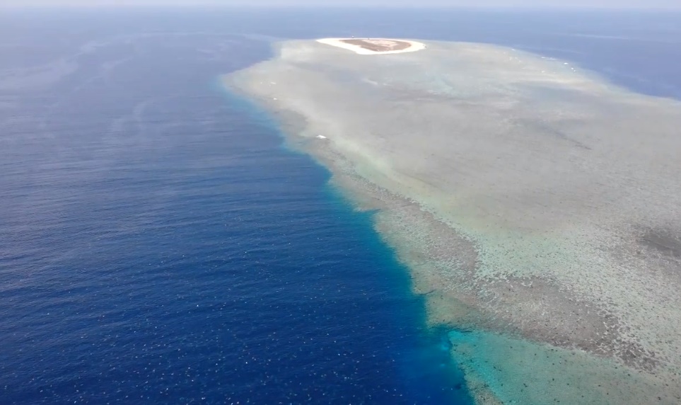 澳洲雷恩島是世界上最大的海龜聚集地。（Great Barrier Reef Foundation）