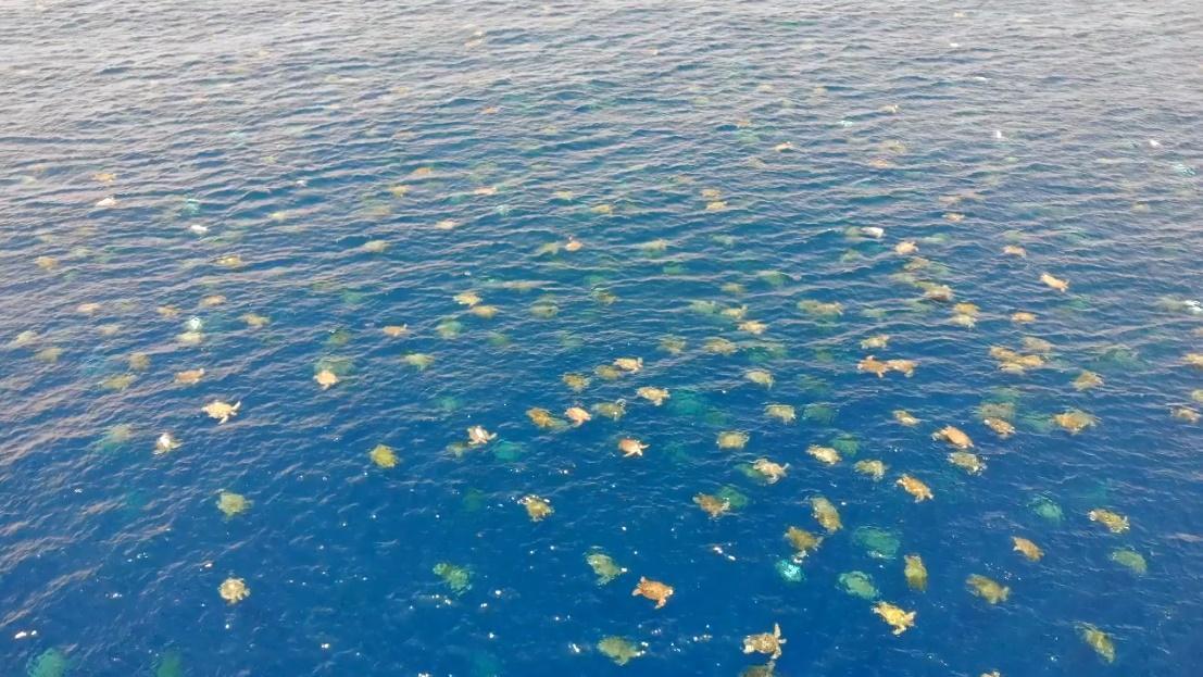 無人機捕捉到澳洲雷恩島岸邊數萬隻海龜同時悠游的壯麗瞬間。(Great Barrier Reef Foundation)