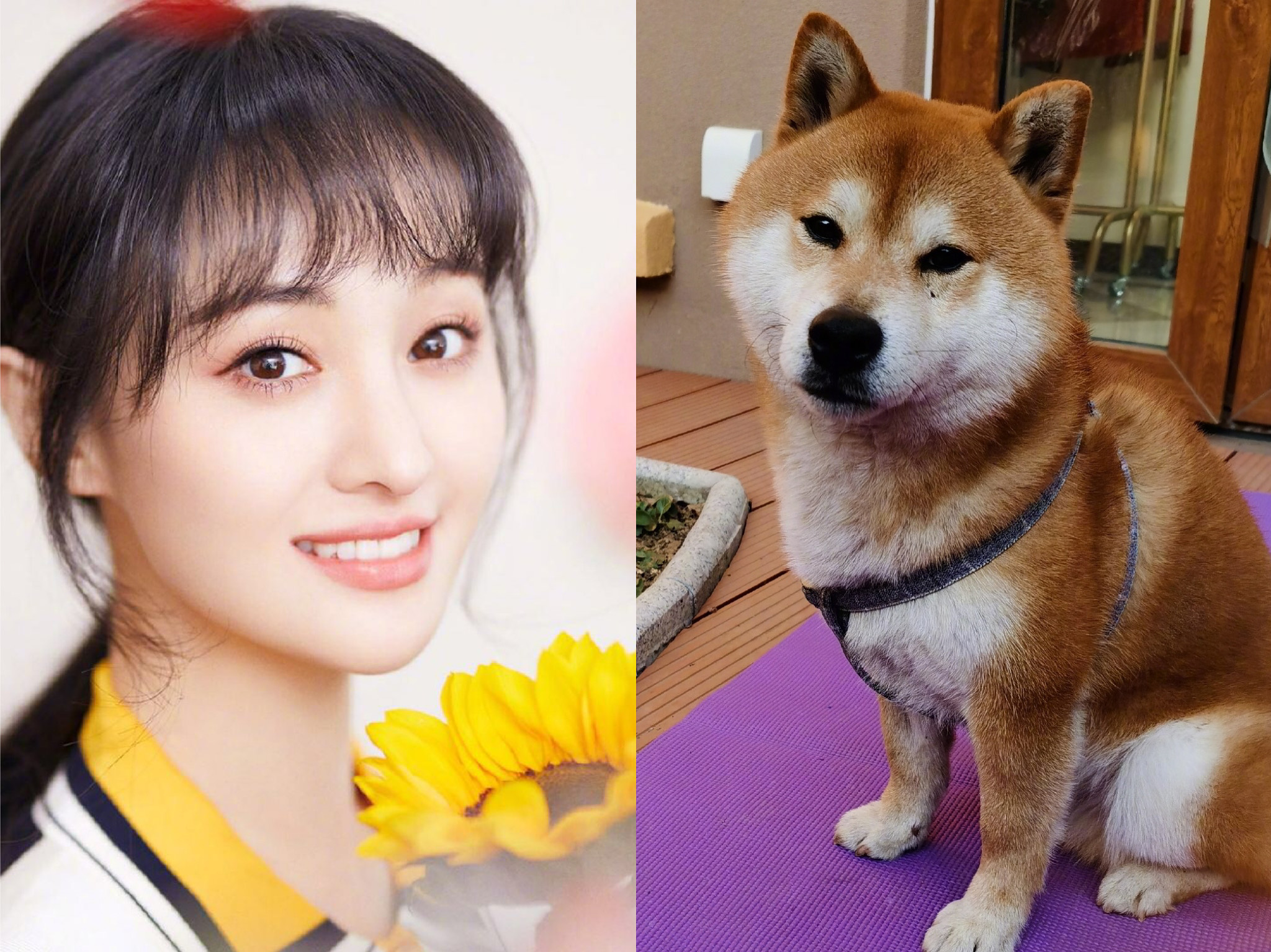 鄭爽自曝曾動了幫愛犬「枸杞」磨牙的念頭。（翻攝自鄭爽微博）