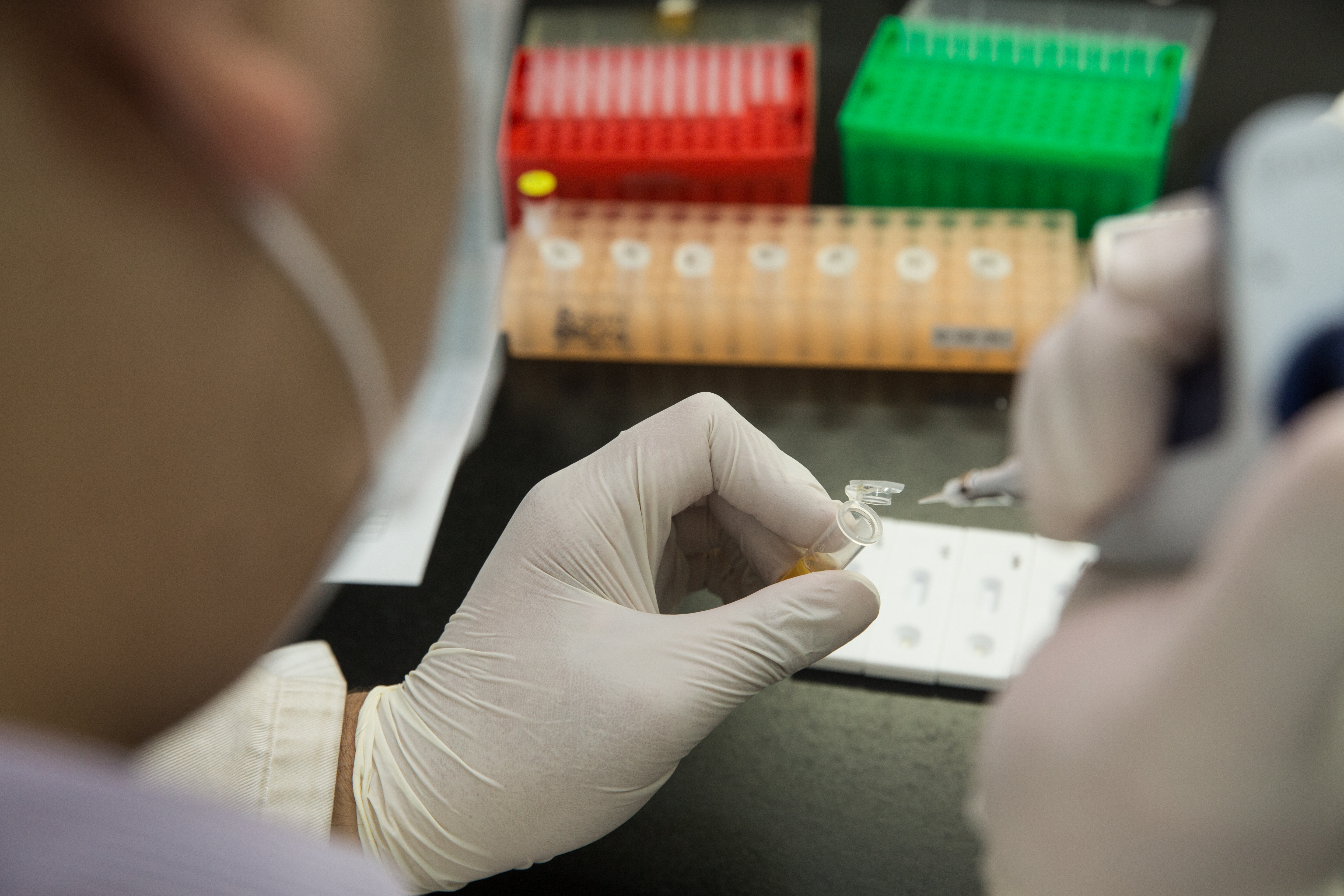 美國實驗顯示新型冠狀病毒產生突變，使其更容易感染人類細胞。示意圖。（本刊資料照）