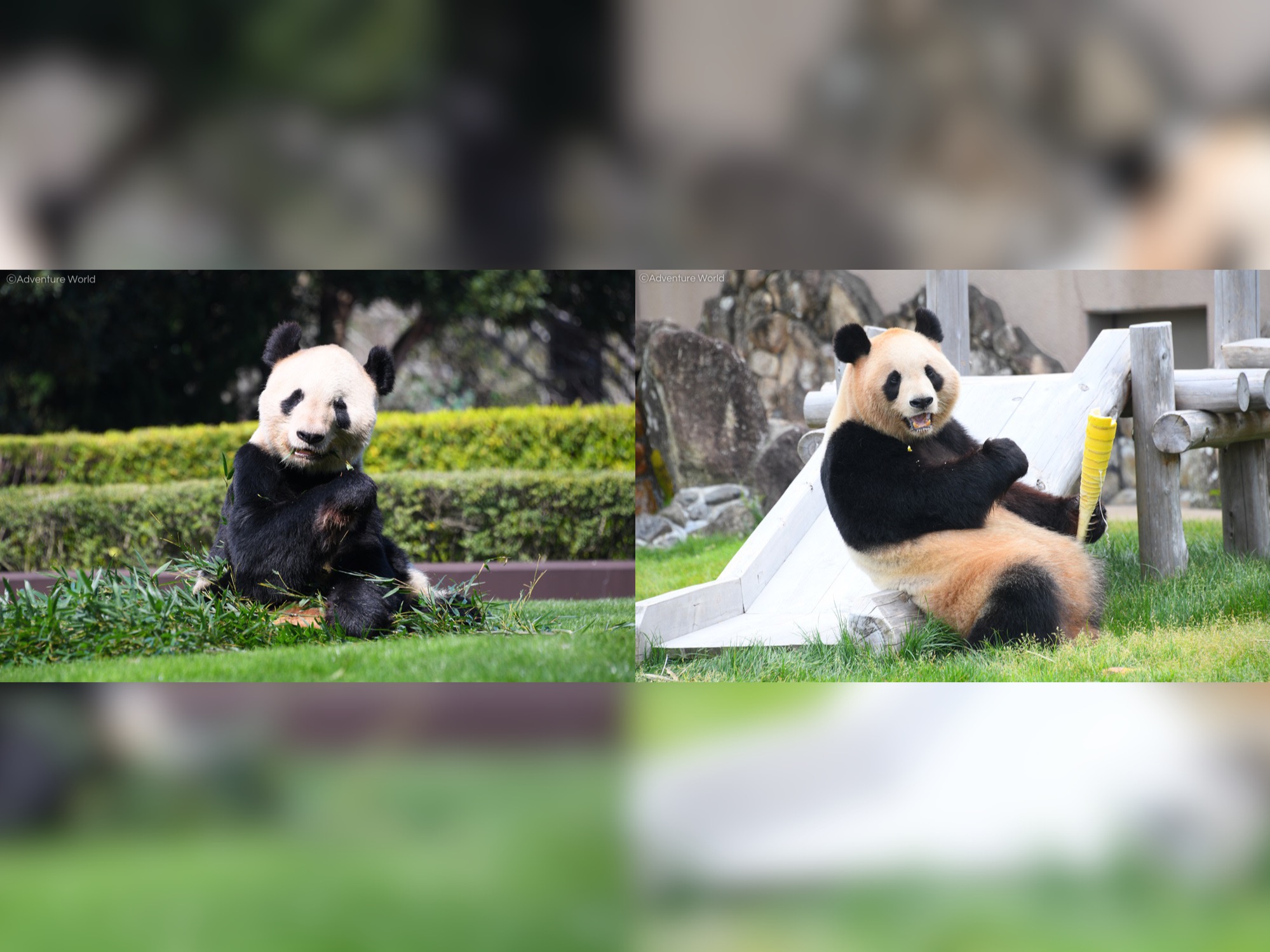 冒險世界宣布園內熊貓日前交配。（翻攝冒險世界 Twitter）