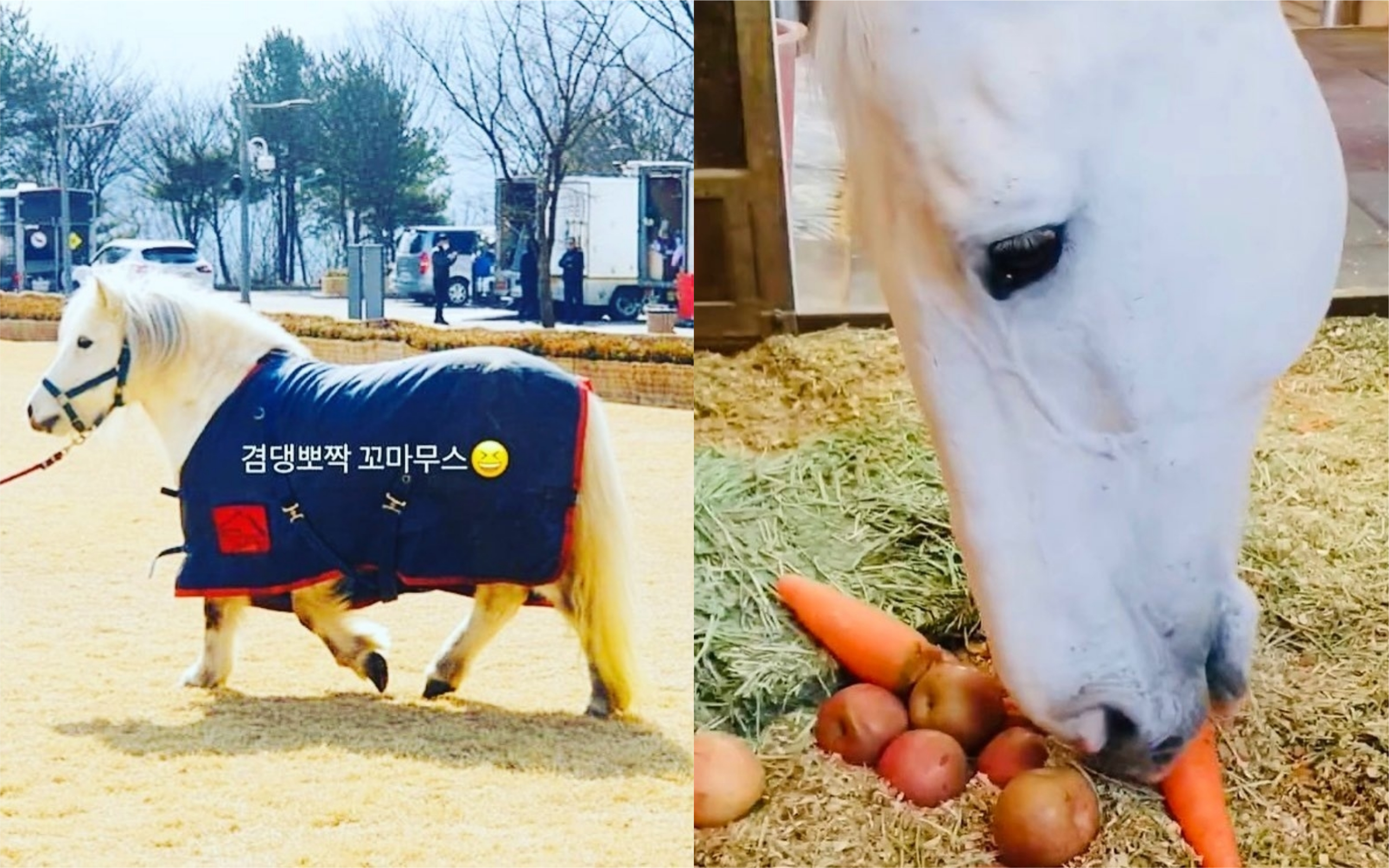 麥希穆斯（右圖）和迷你麥希穆斯都是京畿道「Horse Masters」馬場的馬，前者來自德國，迷你麥希穆斯則來自法國。（翻攝Horse Masters IG）