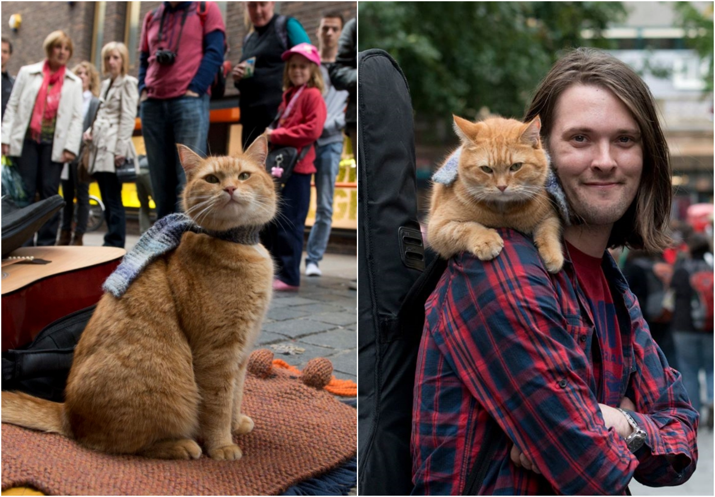 詹姆斯與BOB相遇的故事相當感人，如今BOB的真正死因也曝光。（翻攝自A Streetcat Named Bob臉書）