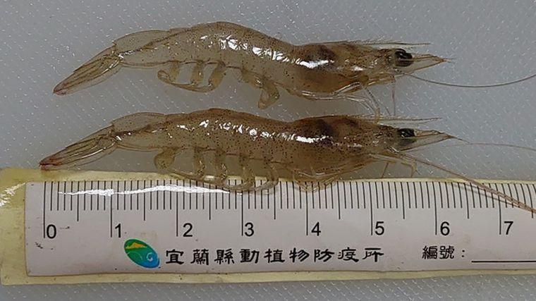 染上「十足目虹彩病毒」病毒的蝦。(宜蘭縣府提供)