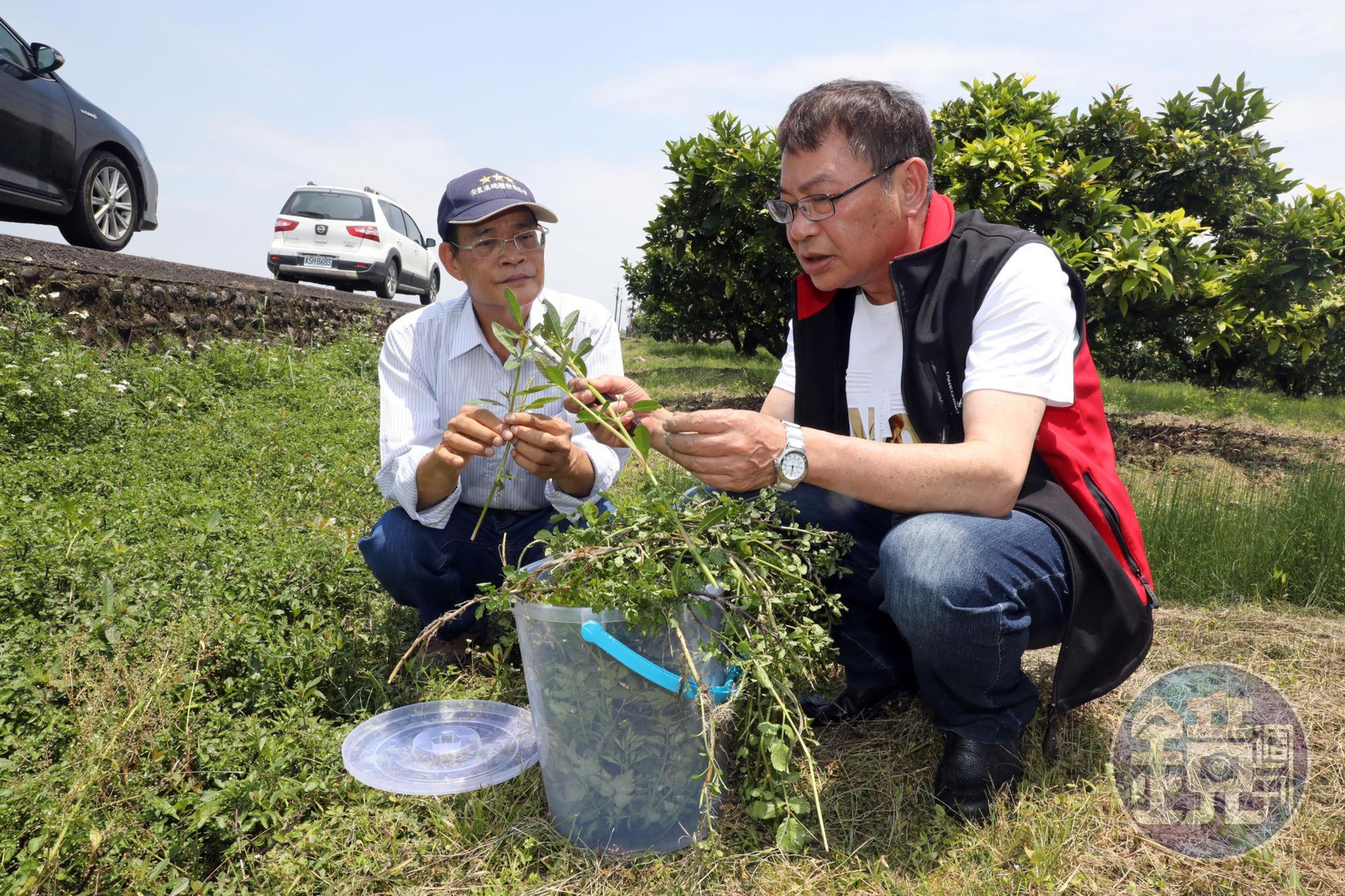 陳清枝（左）、陳木城（右）個性迥異，與感性衝動的陳清枝不同，陳木城選擇在體制內突破創新，最近才從小學校長職位退休。一起創業也成為折磨2人友情的開始。