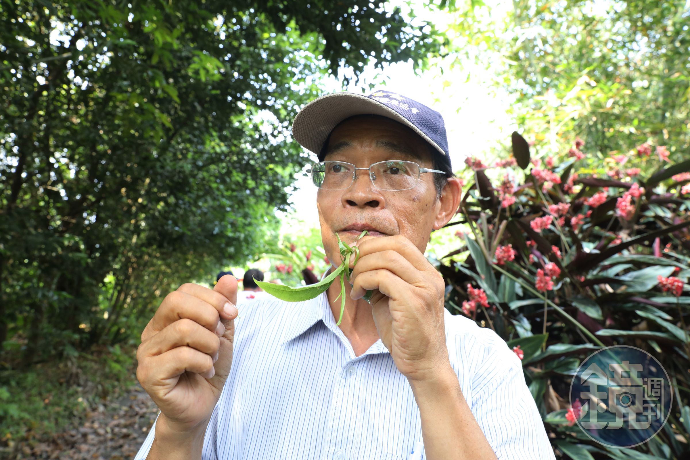 在野菜學校探索區內，陳清枝要我們試吃剛從地上採到的野菜。