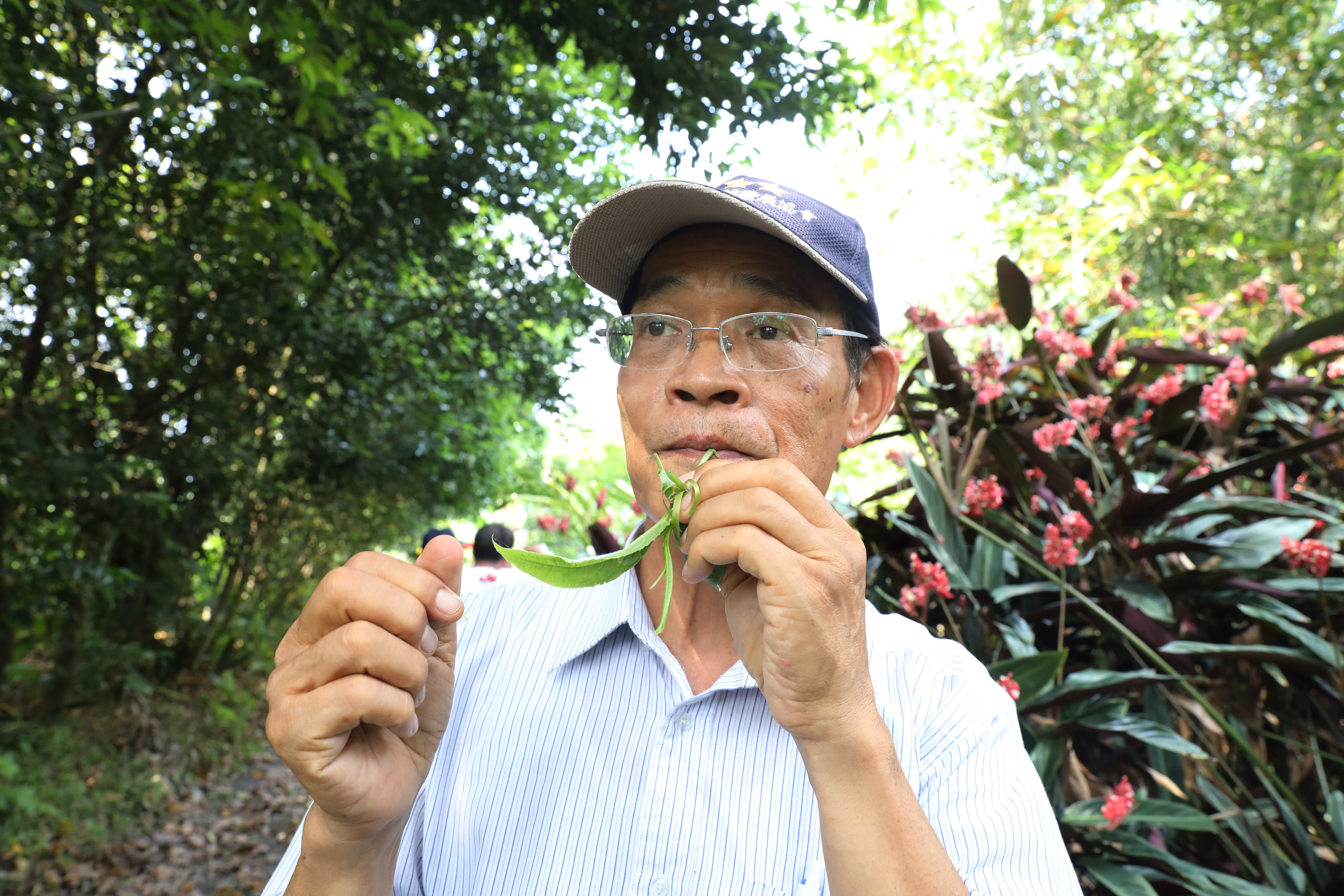 在野菜學校探索區內，陳清枝要我們試吃剛從地上採到的野菜。