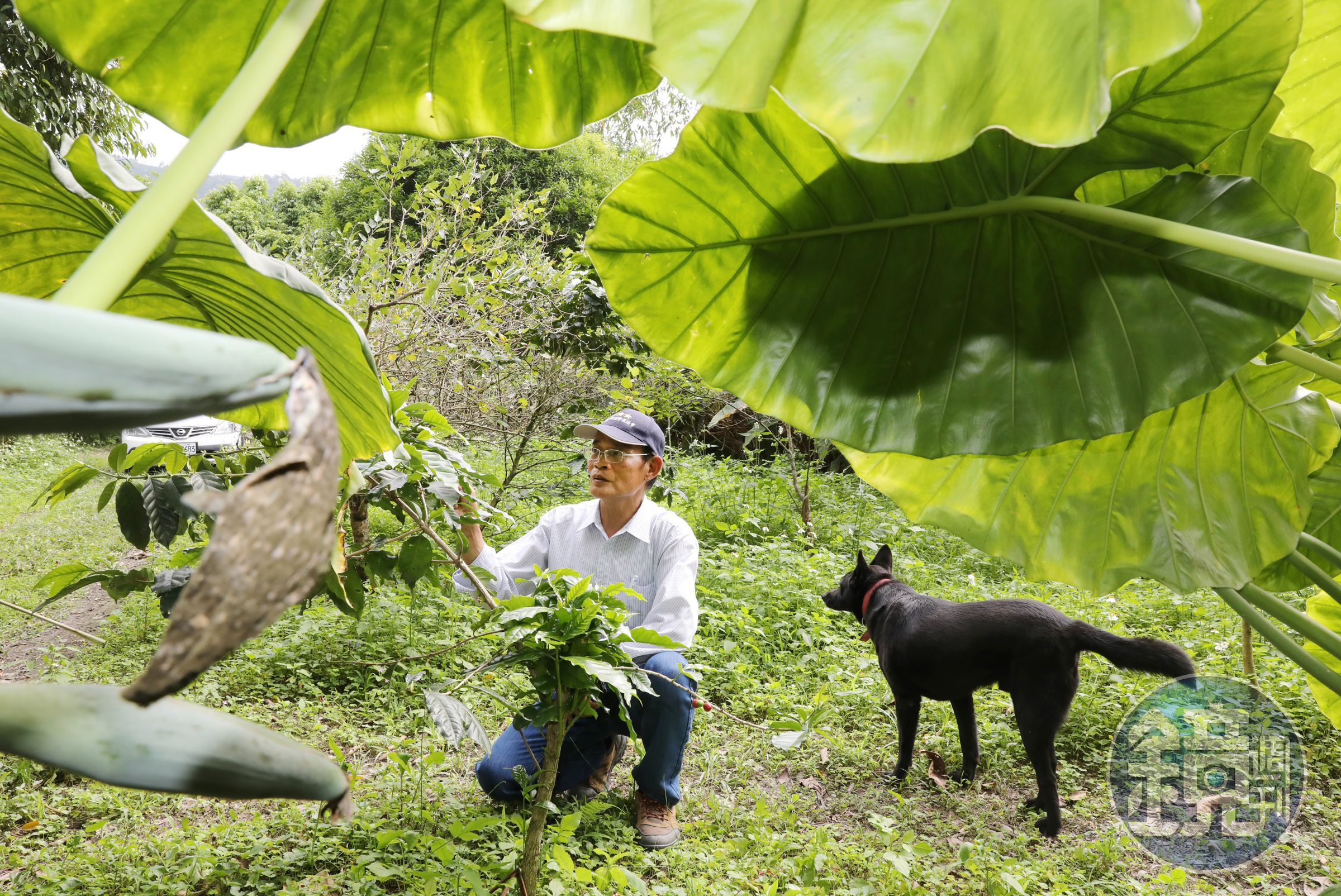 陳清枝的愛犬麻糬曾是一隻流浪狗，即使麻糬的腳已經退化、行動不便，也總是對陳清枝跟前跟後。