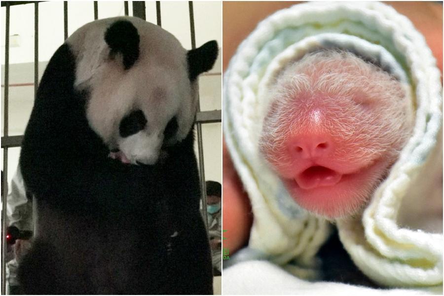 圓圓昨（28日）下午1點53分順利產下一隻大貓熊幼仔。（翻攝自Taipei Zoo 臺北市立動物園臉書）