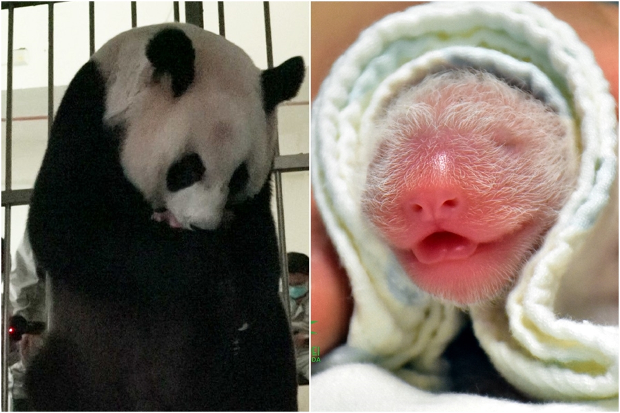 圓圓昨（28日）下午1點53分順利產下一隻大貓熊幼仔。（翻攝自Taipei Zoo 臺北市立動物園臉書）