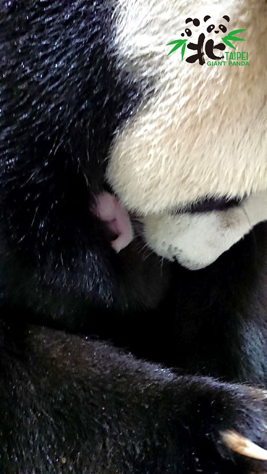 圓圓將幼仔抱在懷裡。（翻攝自Taipei Zoo 臺北市立動物園臉書）