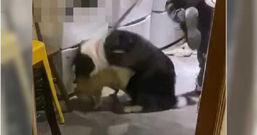 網友爆料台北知名咖啡店疑似有「放狗咬小浣熊」虐待動物事情發生。（翻攝自臉書）