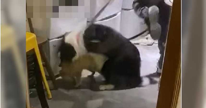 網友爆料台北知名咖啡店疑似有「放狗咬小浣熊」虐待動物事情發生。(翻攝自臉書)