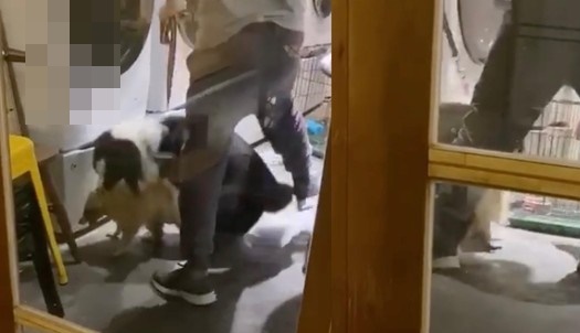 店家表示放狗咬浣熊，是藉由狗幫忙把浣熊趕進籠子。（翻攝自臉書）