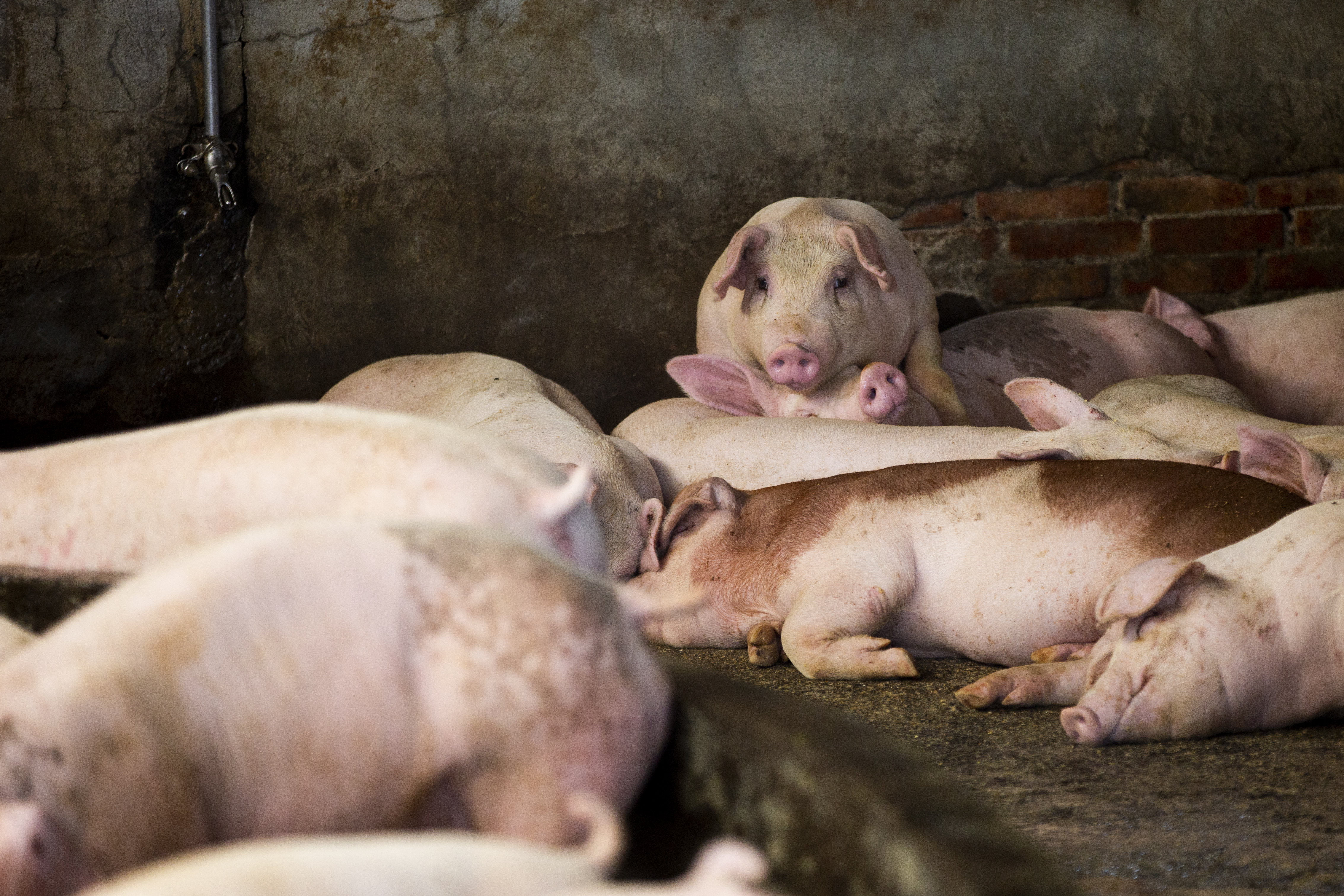 科學家在中國發現新型流感病毒，示警此病毒恐由豬傳人，引發全球大流行。（示意圖）