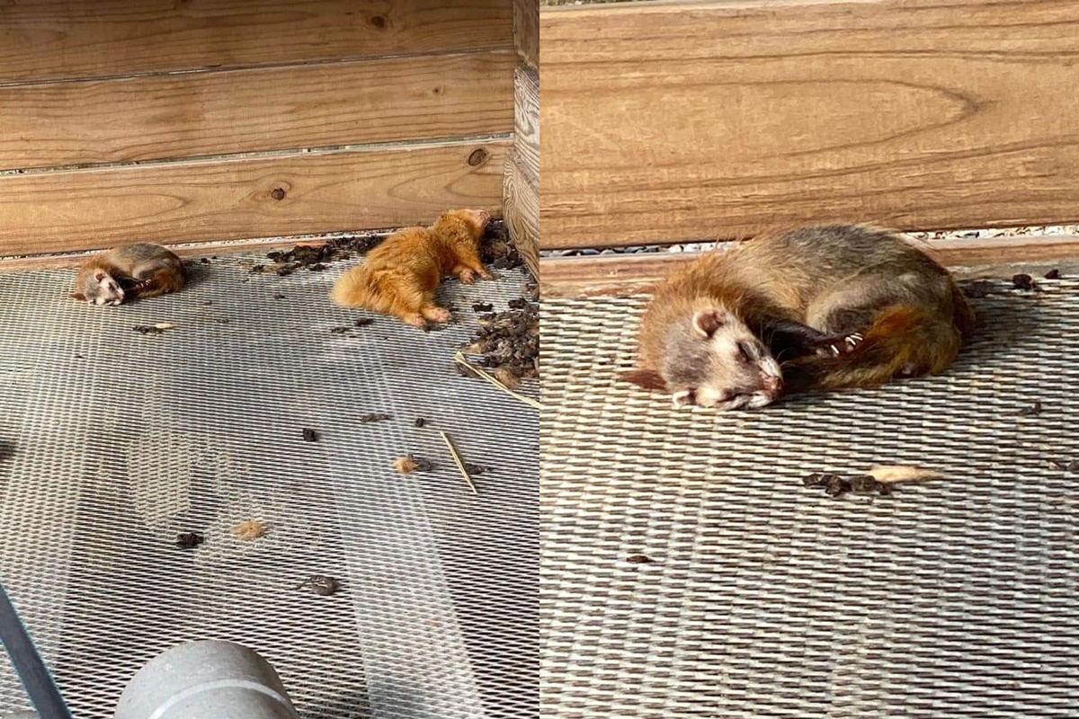 民眾指控屏東墾草趣親子園區不當飼養動物，雪貂籠內環境髒亂。（翻攝自臉書社團「小貂幼稚園」）