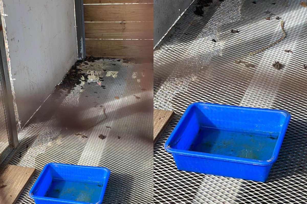 民眾指控屏東墾草趣親子園區不當飼養動物，雪貂籠內環境髒亂。（翻攝自臉書社團「小貂幼稚園」）