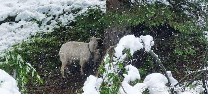 新疆在六月底發生暴雪,導致近500頭羊死亡。((翻攝新疆那拉提旅遊風景區微博)
