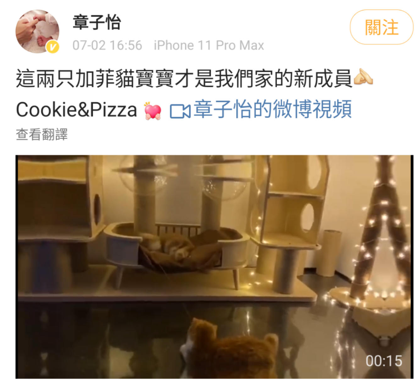 章子怡在微博貼出愛貓影片,表示牠們才是家中新成員,否認懷孕。(翻攝自章子怡微博)