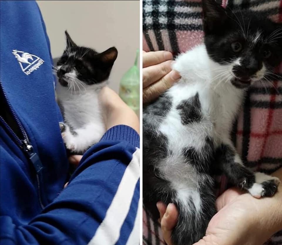 G姓愛媽幼貓出養給Z員警，至今卻下落不明。（讀者提供）