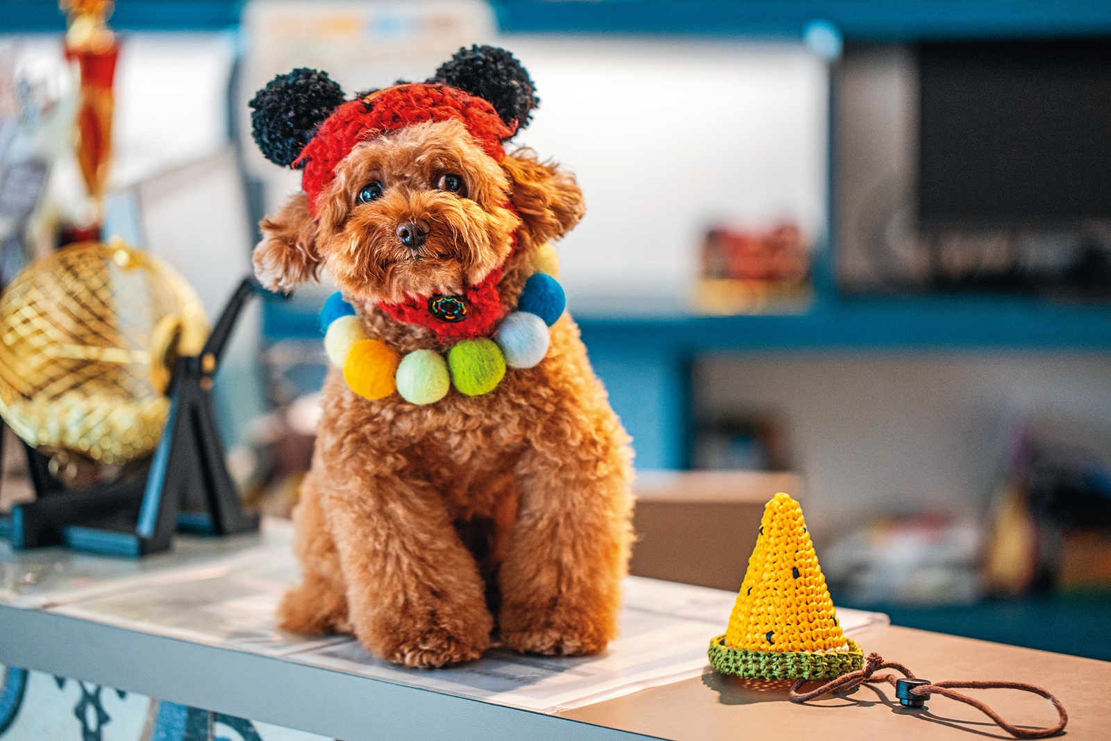 戴上手工編織的造型帽，我也是最萌的明日之星。