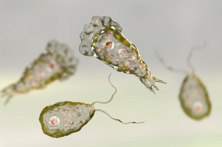 美國佛羅里達州出現俗稱「食腦蟲」的「福氏內格里蟲」(Naegleria Fowleri)罕見感染案例。(翻攝自Shutterstock)