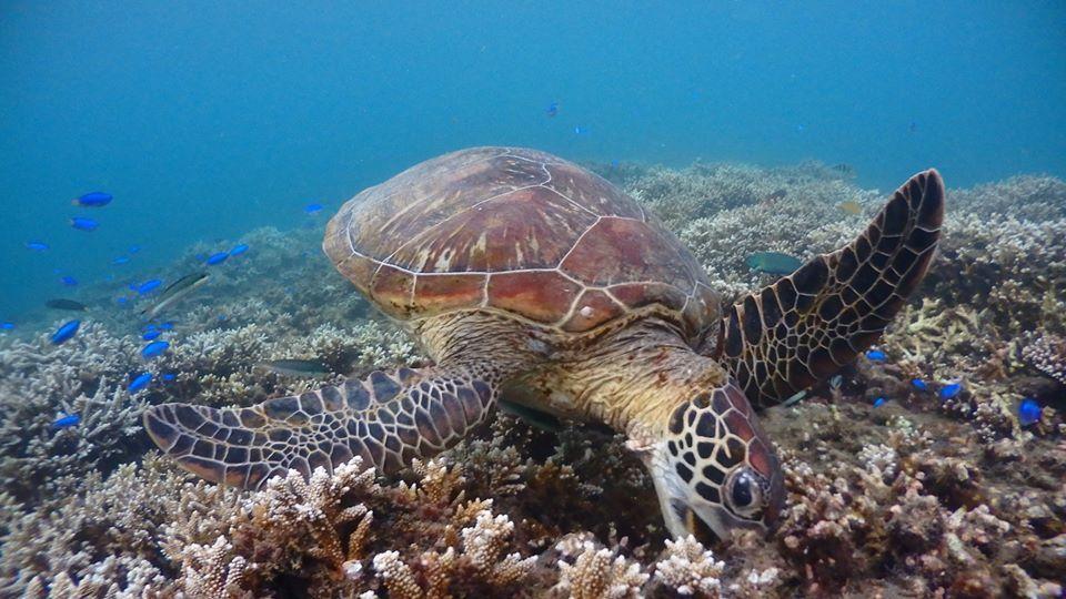 臺灣五種海龜(包含綠蠵龜)皆為一級保育類動物,追逐、觸碰、驚嚇都皆有可能吃上罰單。(翻攝自海龜點點名 TurtleSpot)