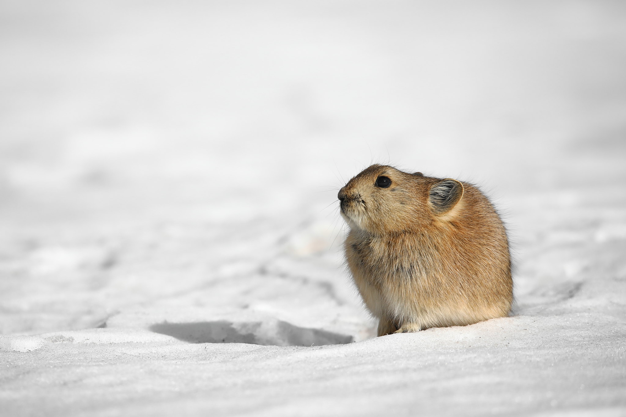 雪地上的高原鼠兔。（攝影：徐振輔）