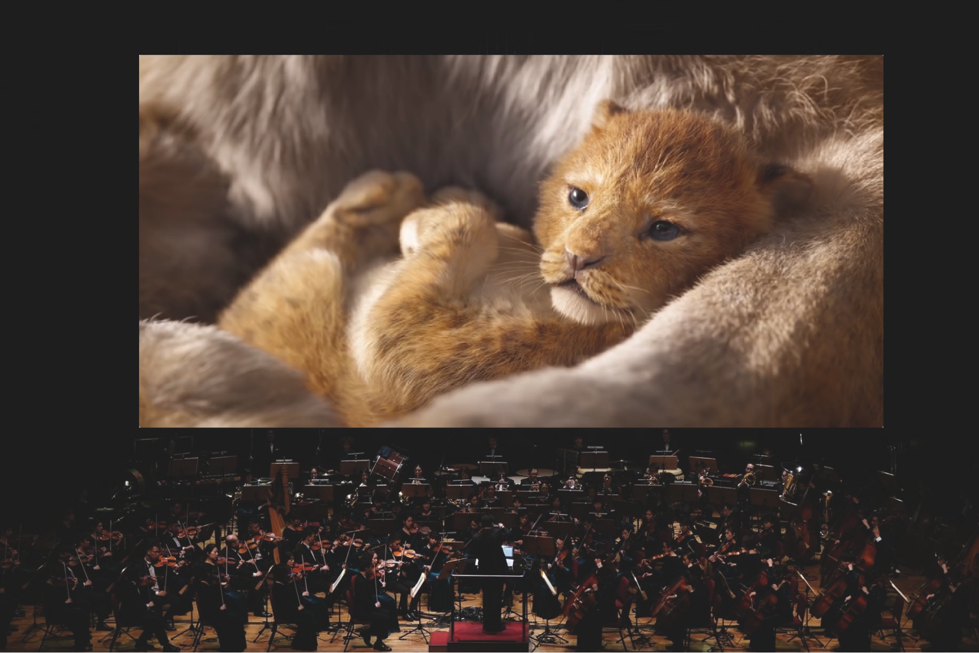 擬真版《獅子王》電影交響音樂會將於12月登台首演。(牛耳藝術提供)