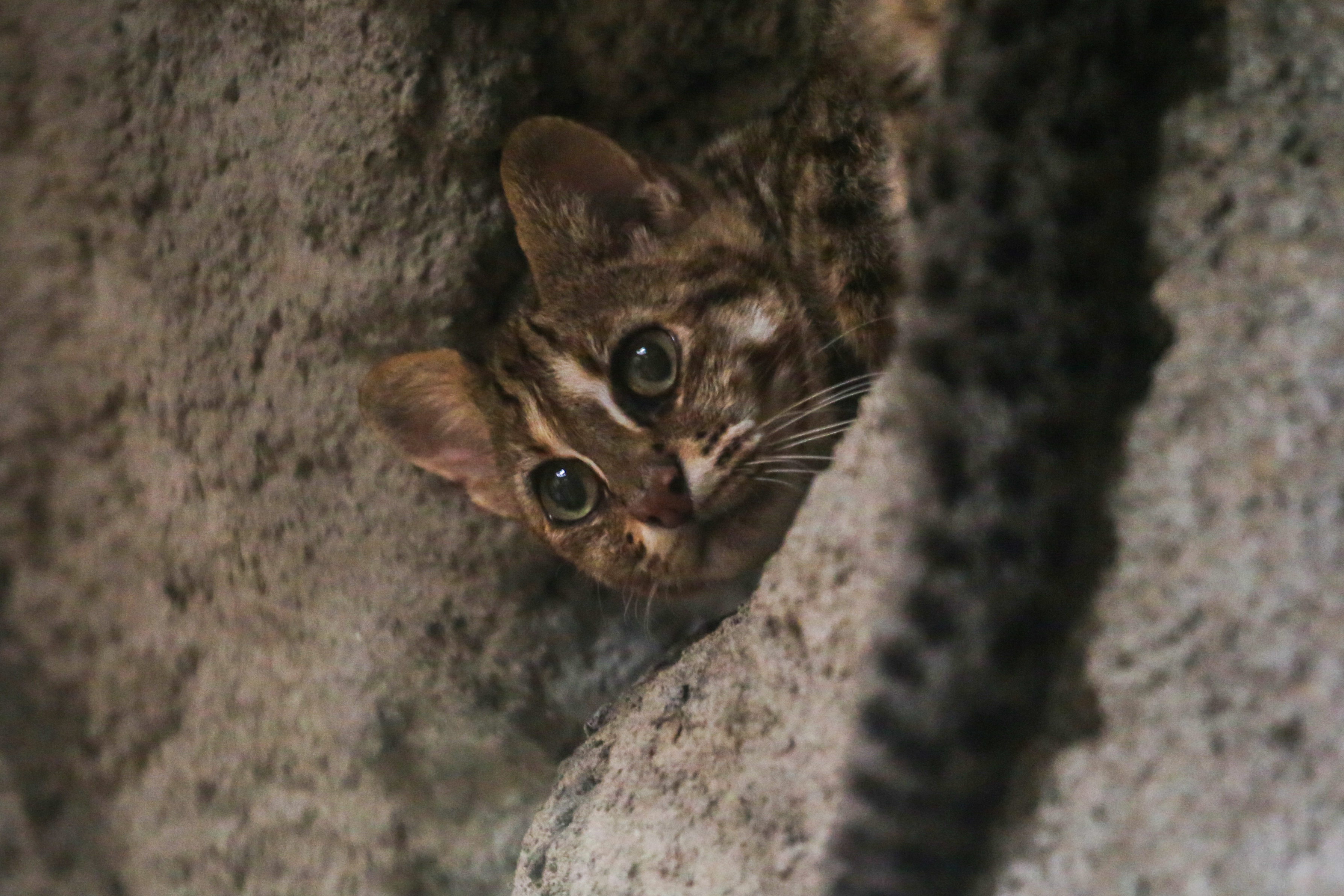 台中市《石虎保育條例》三讀通過，部分局處首長及議員不贊同。