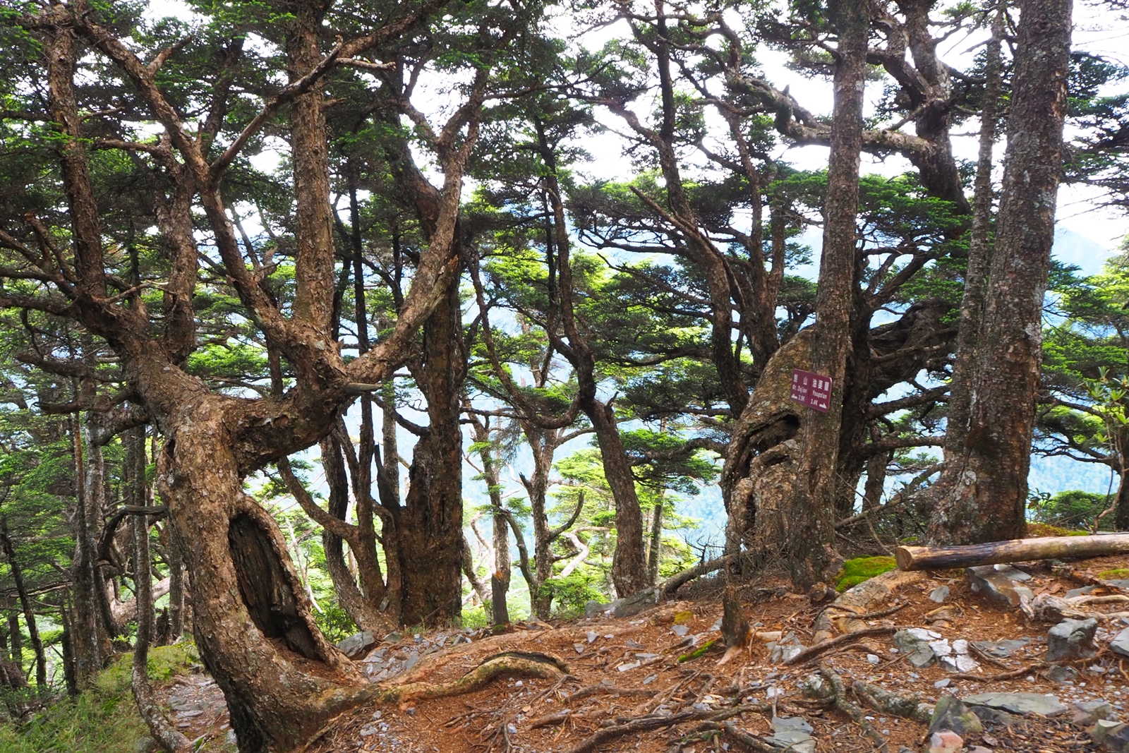 經過松木林時，覺得像人間仙境。