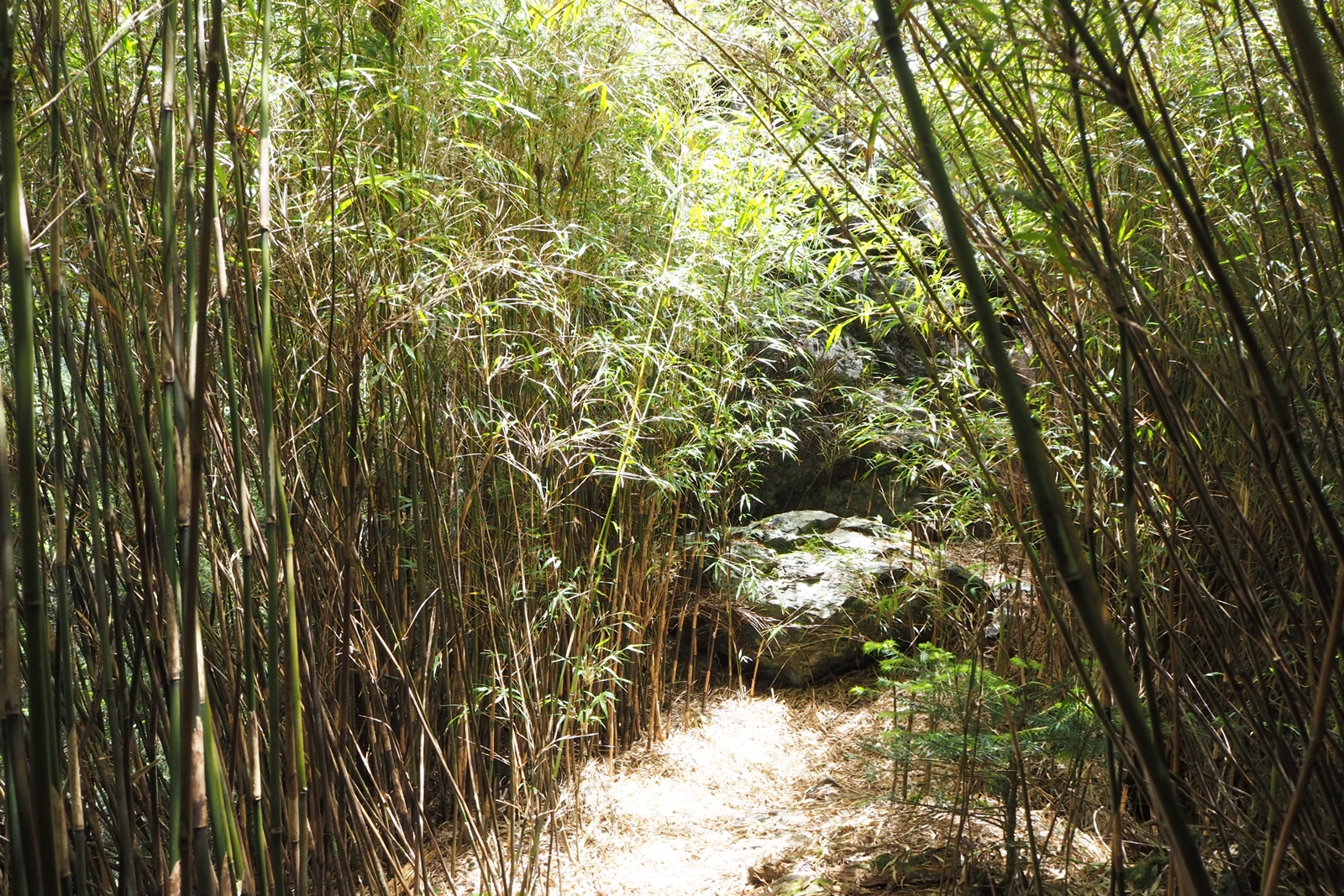 鑽箭竹林是往小劍山必經路程。