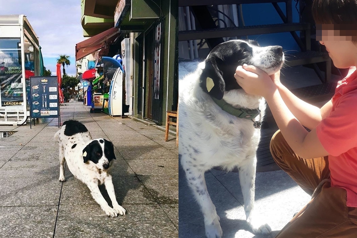 喬治亞明星狗Kupata深受當地人喜愛。（翻攝自lovelykupata IG）