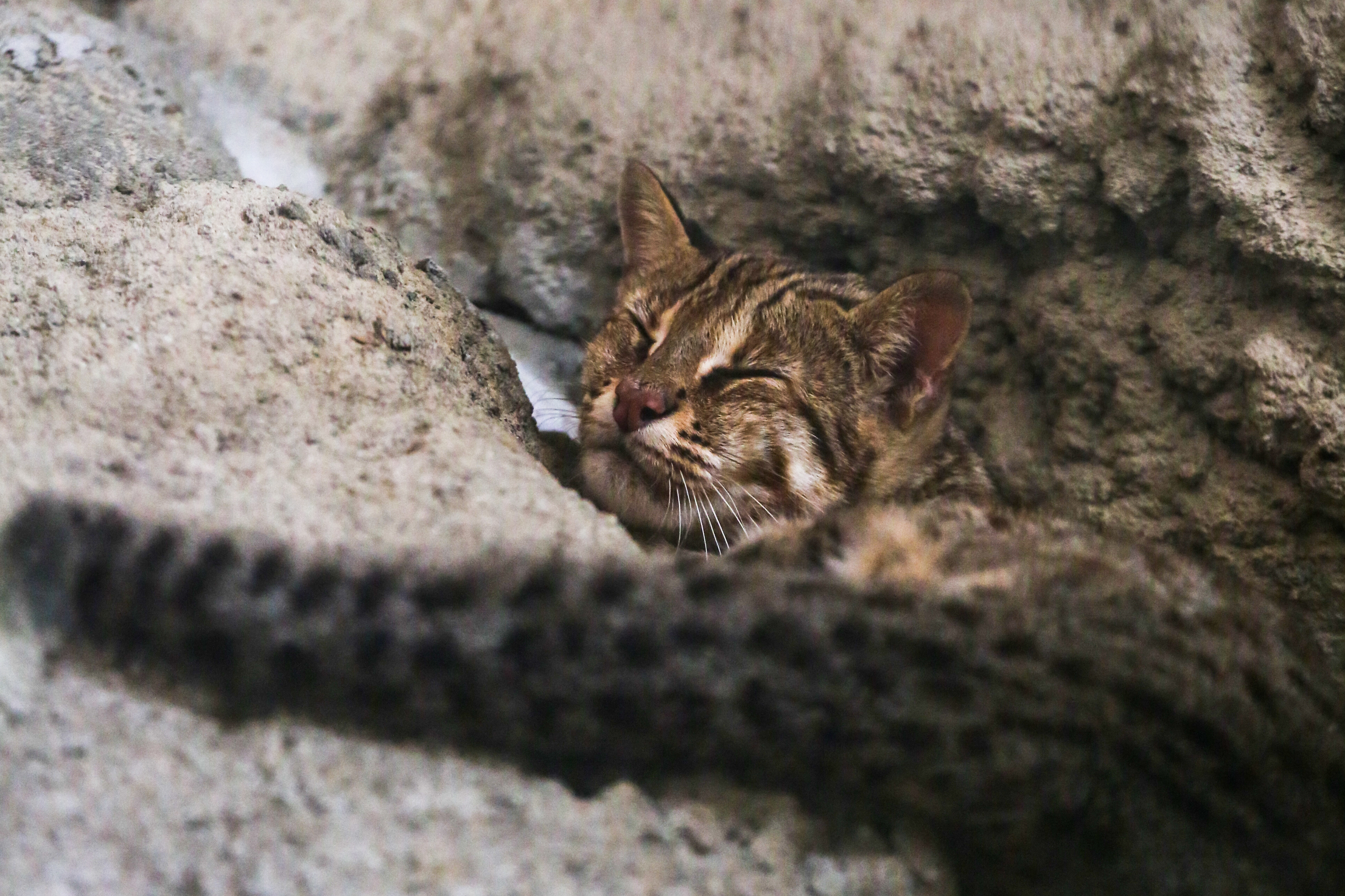 國民黨議員李麗華日前竟稱「石虎是虛擬的！」引發不少網友批評撻伐。