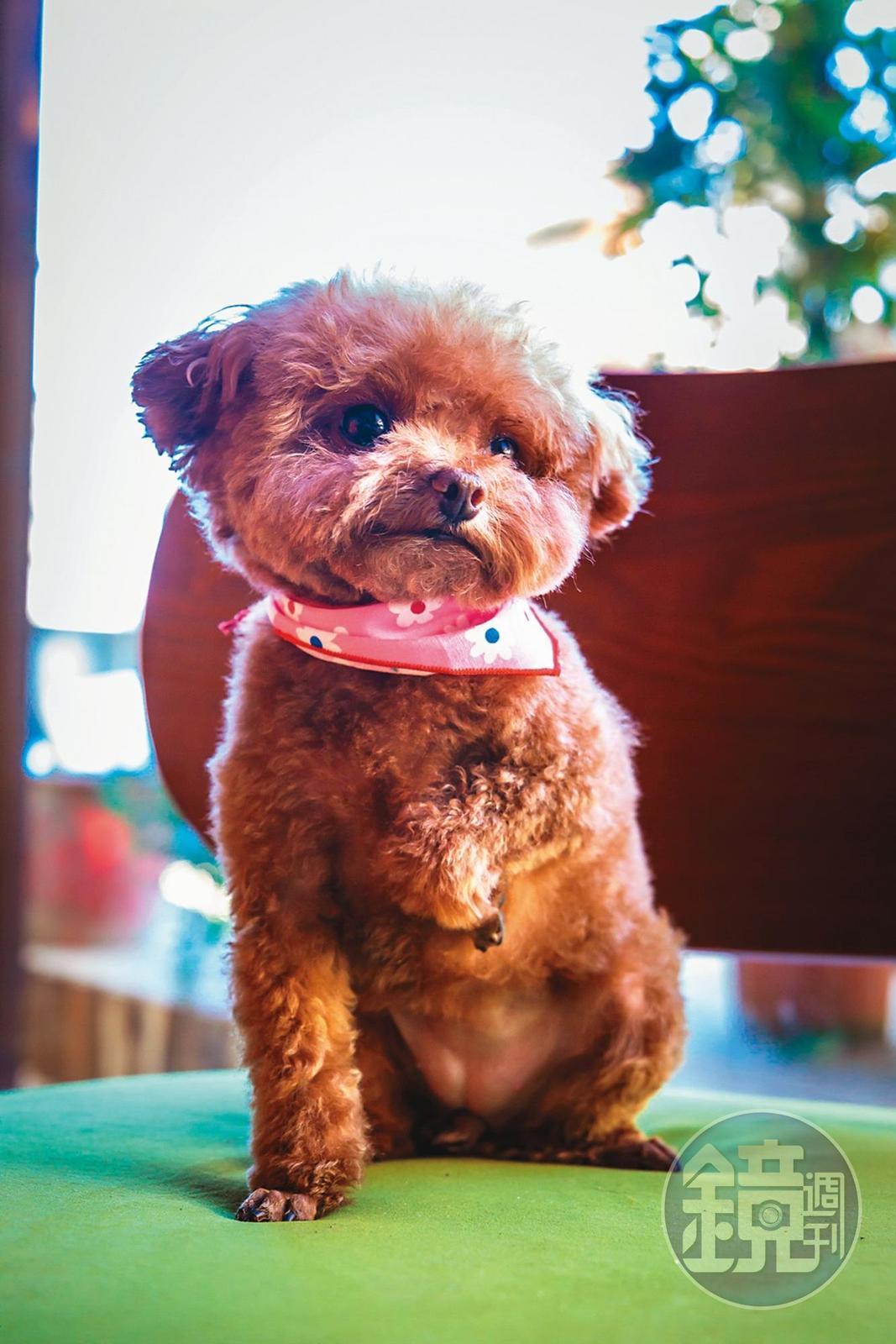 店裡有3隻小貴賓犬，超級吸睛。