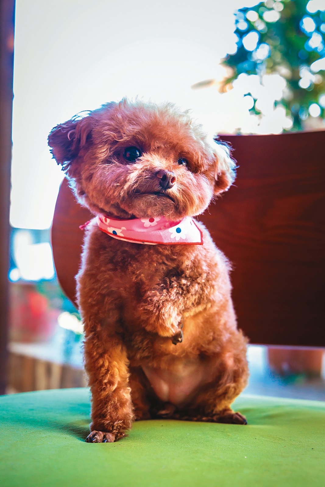 店裡有3隻小貴賓犬，超級吸睛。