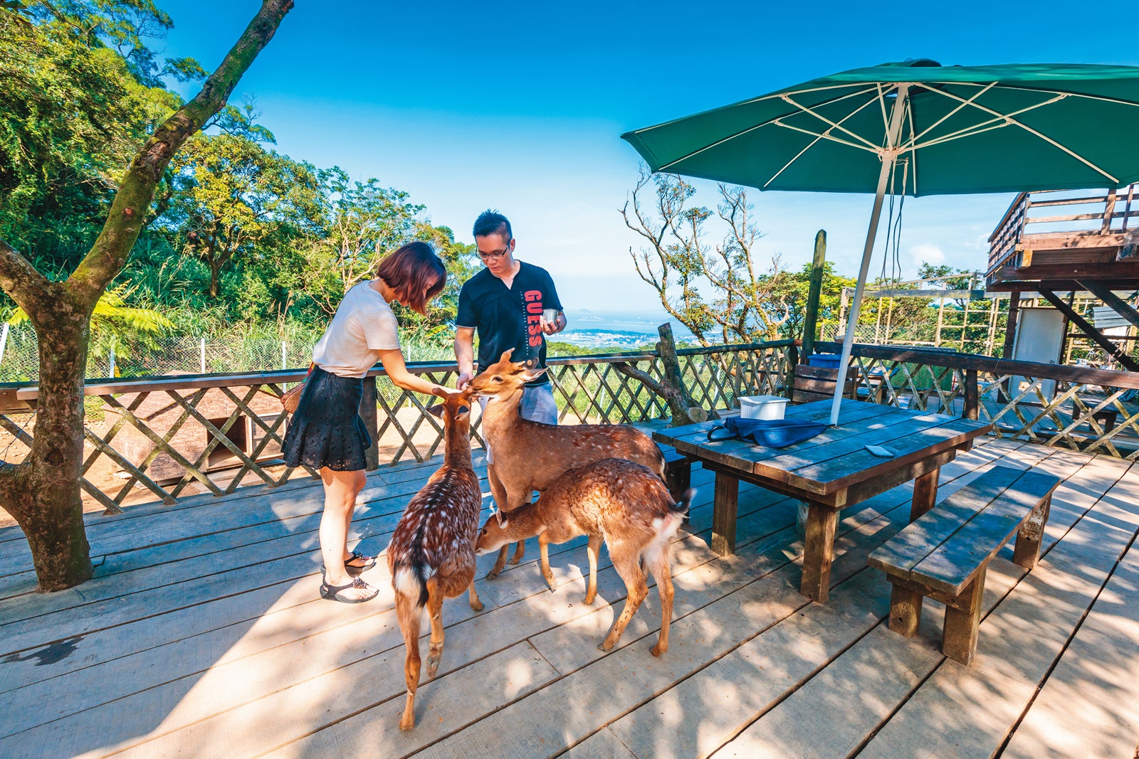 「鹿羽松牧場」在山稜線上設置梅花鹿園區，視野開闊。