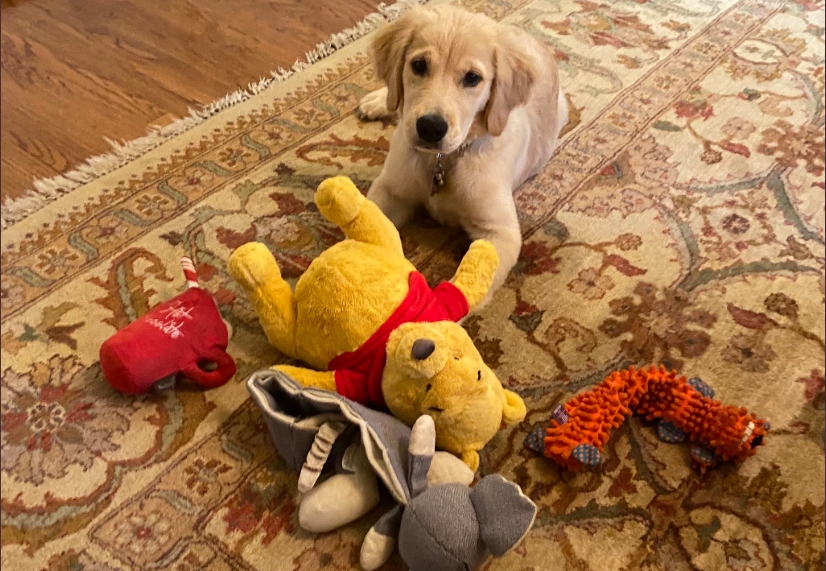 蓬佩奧貼出愛犬的照片，圖中的維尼熊引起討論。（翻攝自蓬佩奧推特）