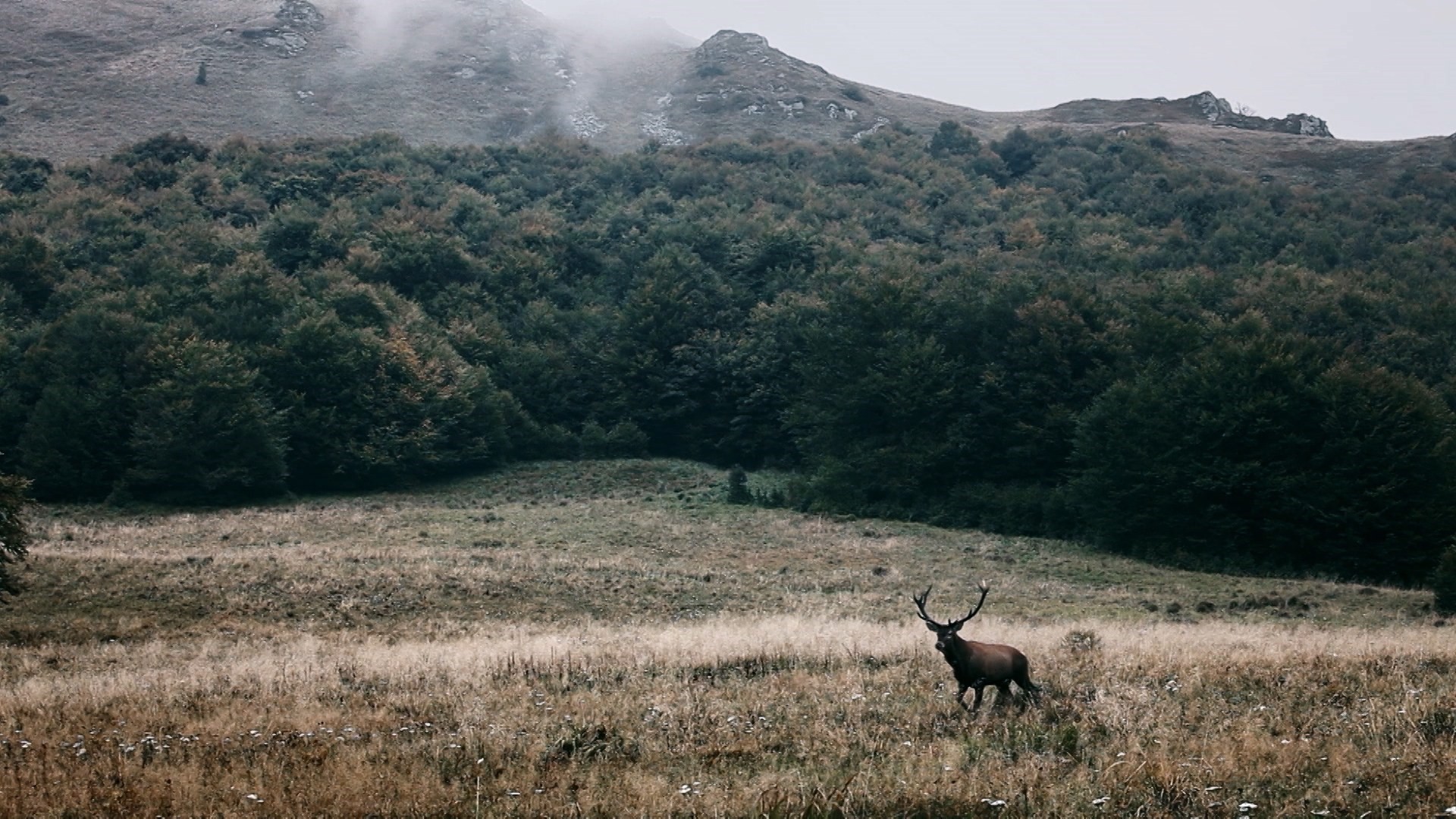 學者研究發現草食動物會隨植物而居，因此建議讓大型草食動物自由活動、不提供額外食物，重塑生態系。（公視提供）