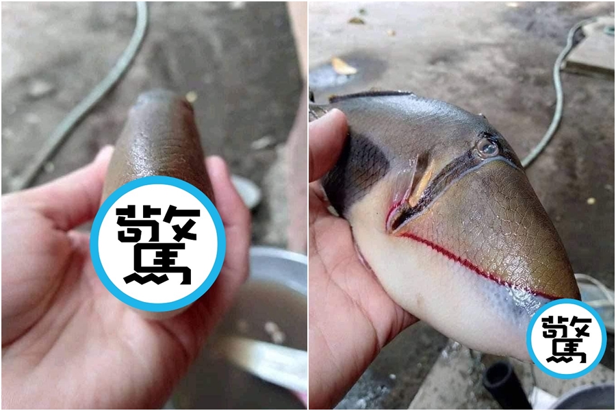 馬來西亞網友日前捕到一條奇怪的魚，照片在推特曝光後引起熱議。（翻攝自推特@raff_nasir）