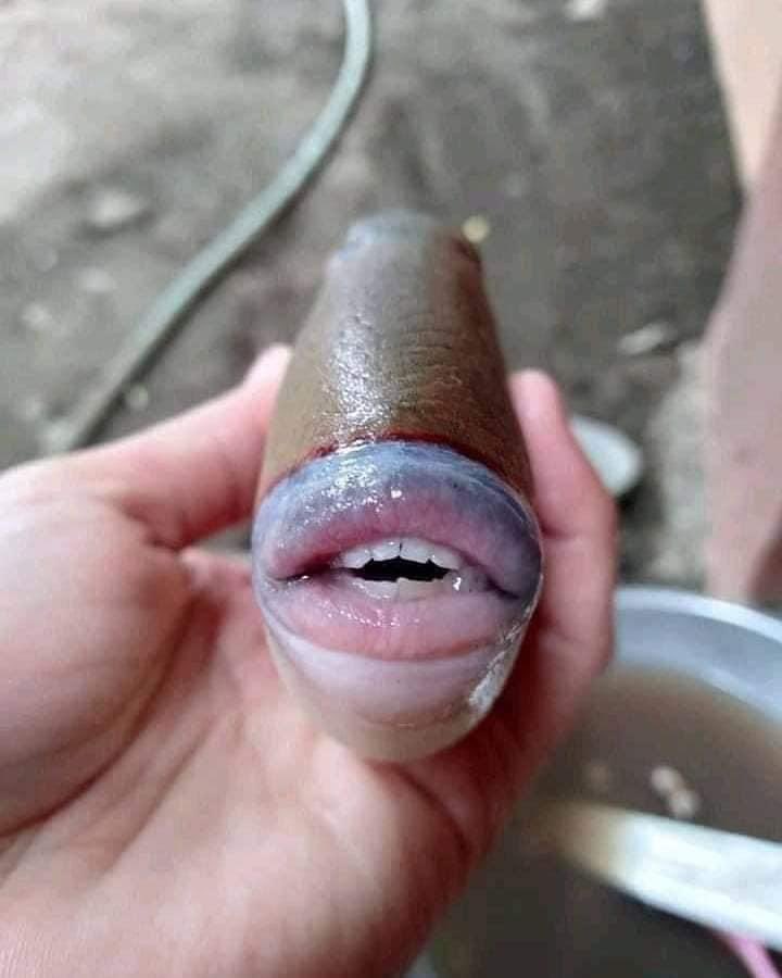 這條魚的嘴吧和牙齒就跟人類一樣,畫面衝擊網友。(翻攝自推特@raff_nasir)