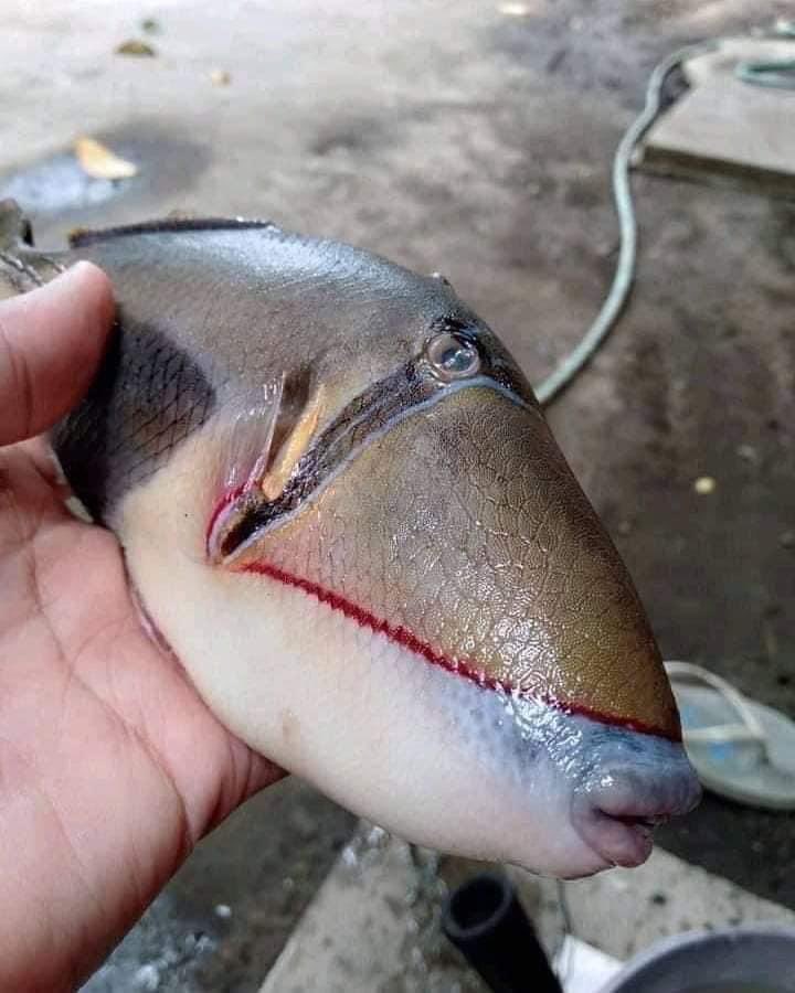 這種魚應屬於鱗魨科魚種,又稱做板機魚,個性非常凶悍。(翻攝自推特@raff_nasir)