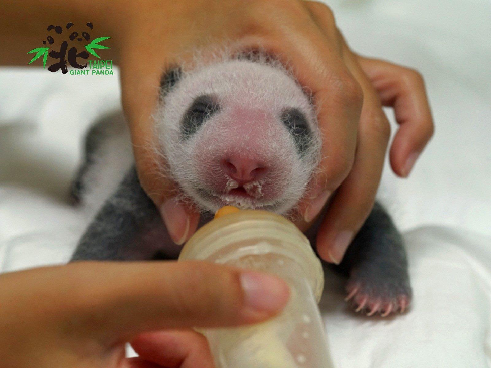 「圓仔妹」喝奶萌樣曝光(圖為7月15日,17日齡)。(台北市立動物園提供)