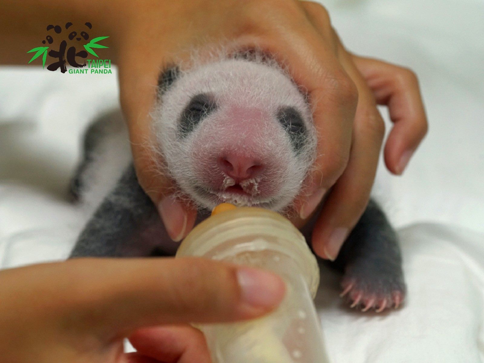 「圓仔妹」喝奶萌樣曝光（圖為7月15日，17日齡）。（台北市立動物園提供）