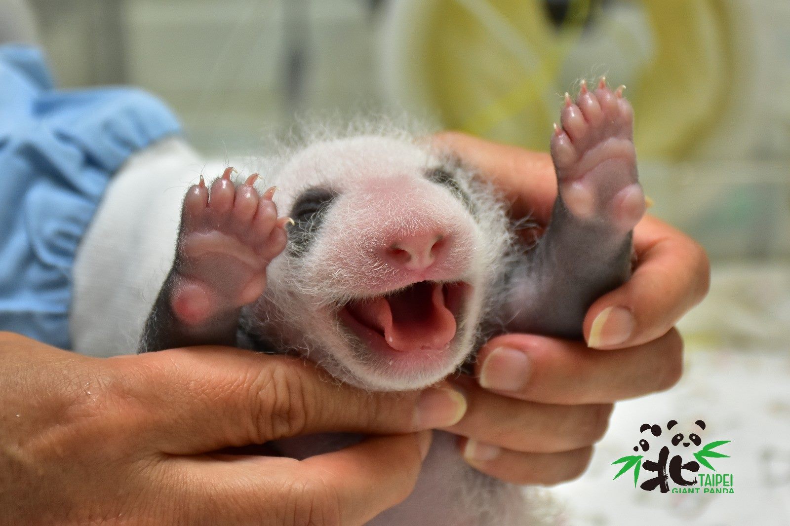 「圓仔妹」舉手卷舌(圖為7月16日,18日齡)。(台北市立動物園提供)