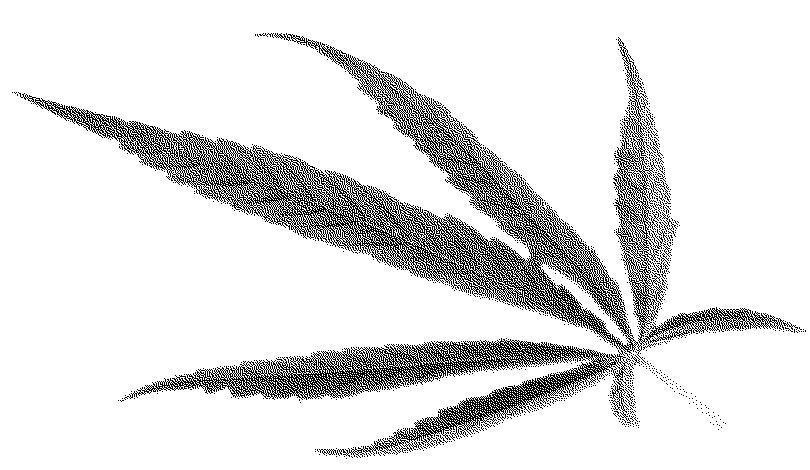 大麻這個出現在社會新聞裡的「毒品」，近年來被發現也是極具醫療潛力的植物。（翻攝網路）